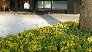 Ein Hotel mit Eingang, einer Glastür, einem Baum davor und einem kleinen Garten mit gelben Blumen.