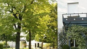 Une cour avec un chemin pavé, un grand arbre et un bâtiment au design moderne.