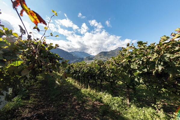 Un vignoble avec des rangées de vignes et une chaîne de montagnes en arrière-plan.