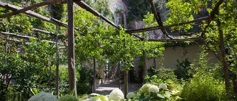 A garden with a wooden pergola structure, lush greenery, and white hydrangea flowers.