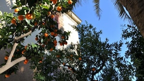 A building with a white facade and a tree with orange fruits in the foreground.