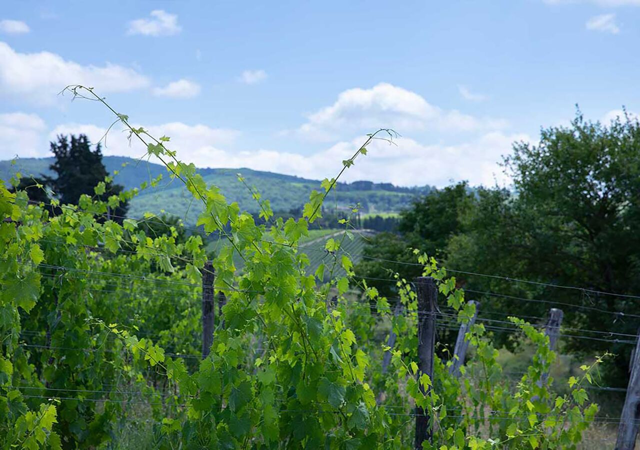 A vineyard with rows of grapevines and a clear sky.