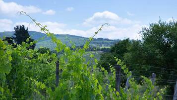A vineyard with rows of grapevines and a clear sky.