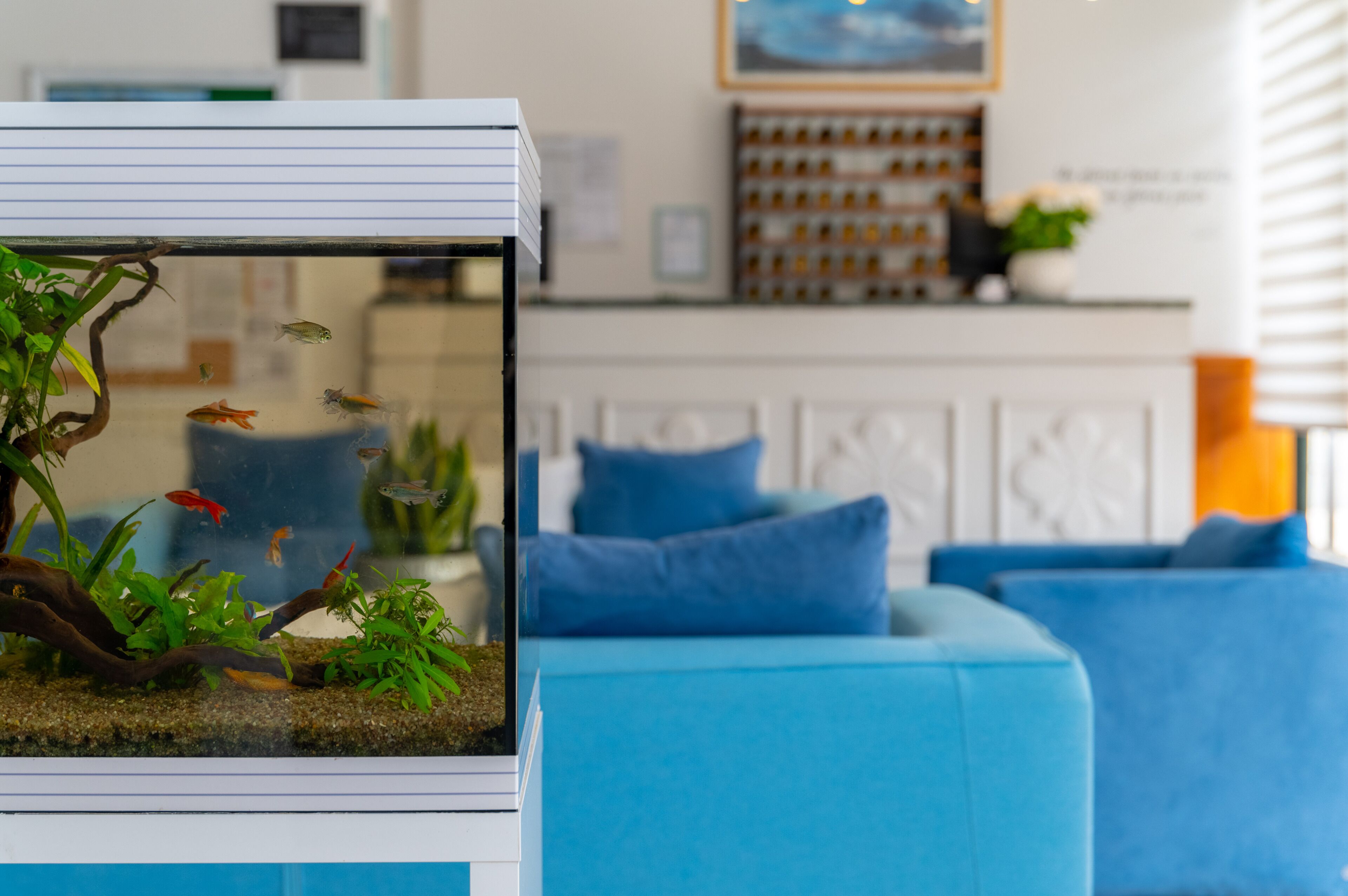 Un acuario con plantas acuáticas y peces en un moderno salón con sofás azules y un aparador blanco al fondo.