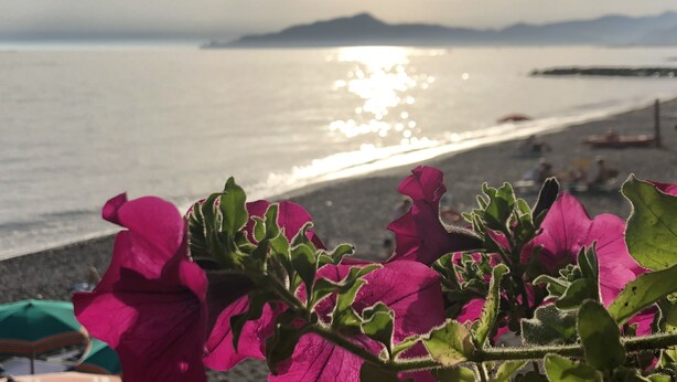 Una playa con flores rosadas al frente y una vista del mar con montañas en el fondo.