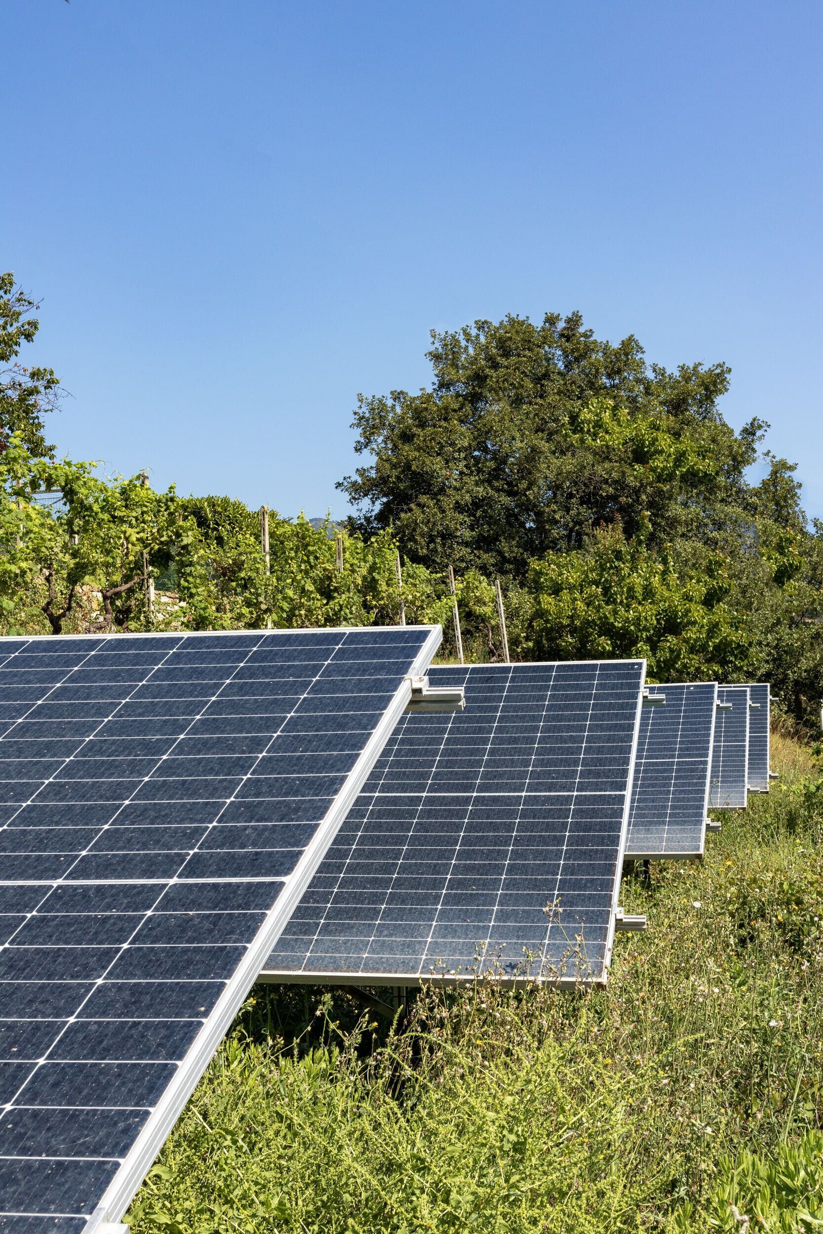 Solaranlagen in einer grünen Wiese, im Hintergrund Bäume.