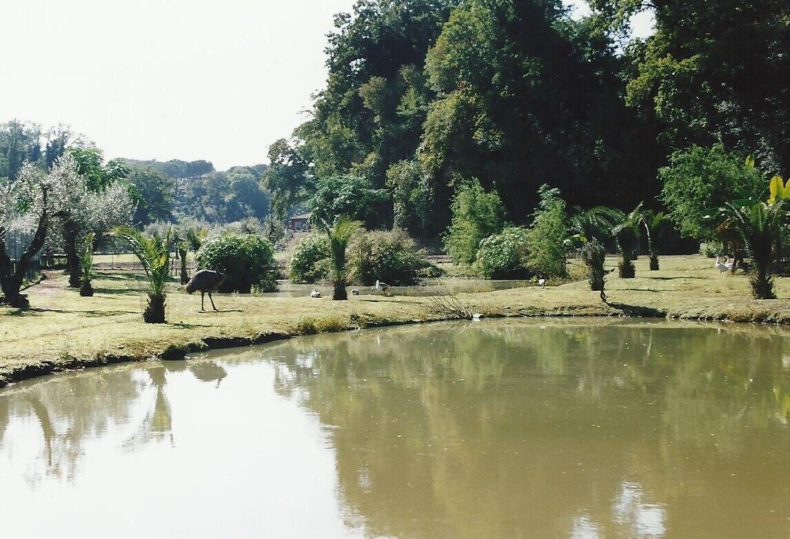 Uma área externa tranquila com um lago, cercada por diversas árvores e arbustos.