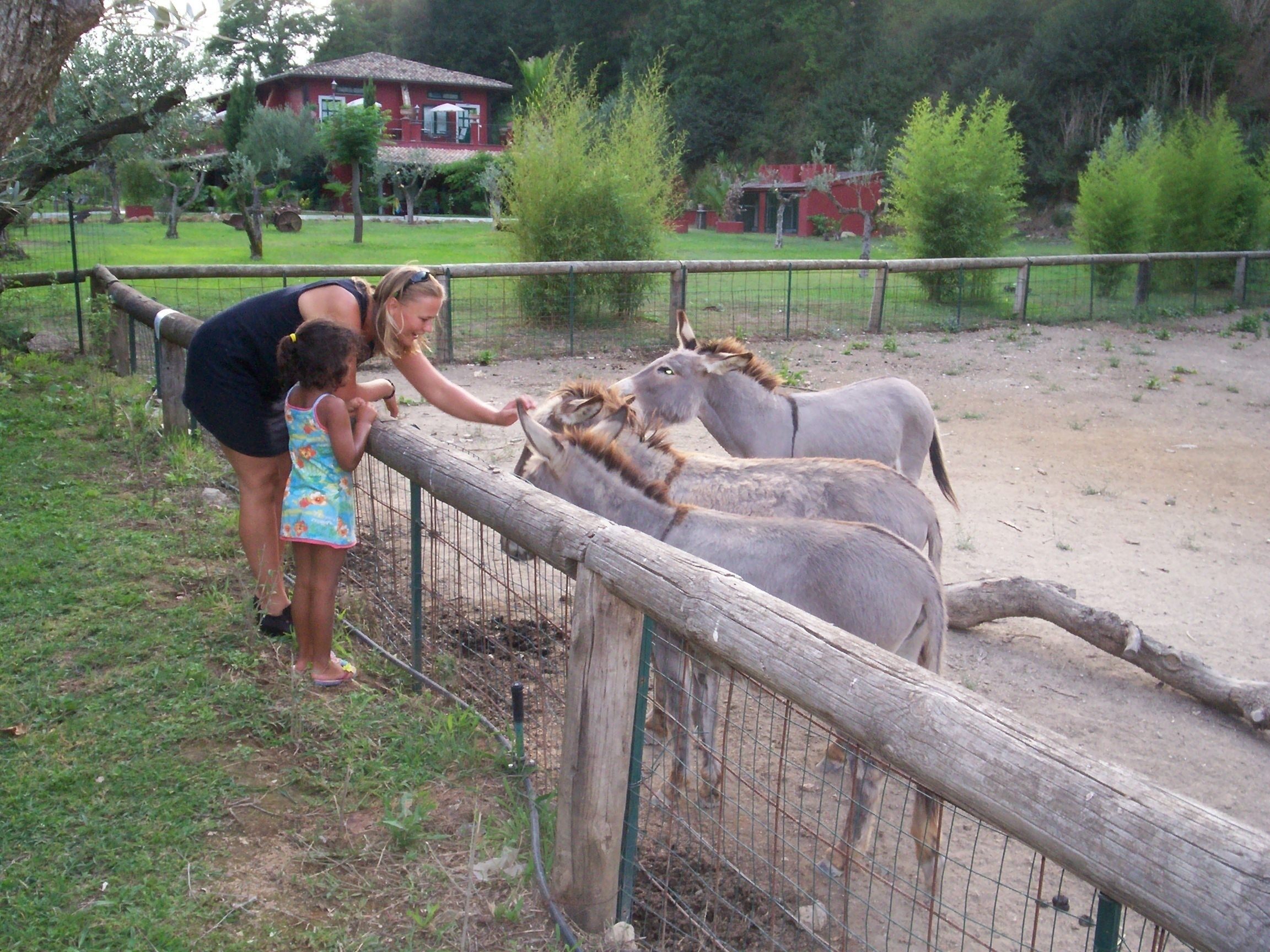 Un área cercada con dos burros y una persona alimentándolos.