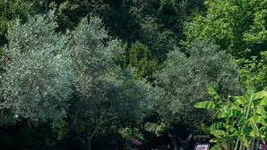 Una piscina con lettini e una palma da banana.