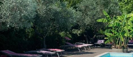 Una piscina con sillones de descanso y una palmera.