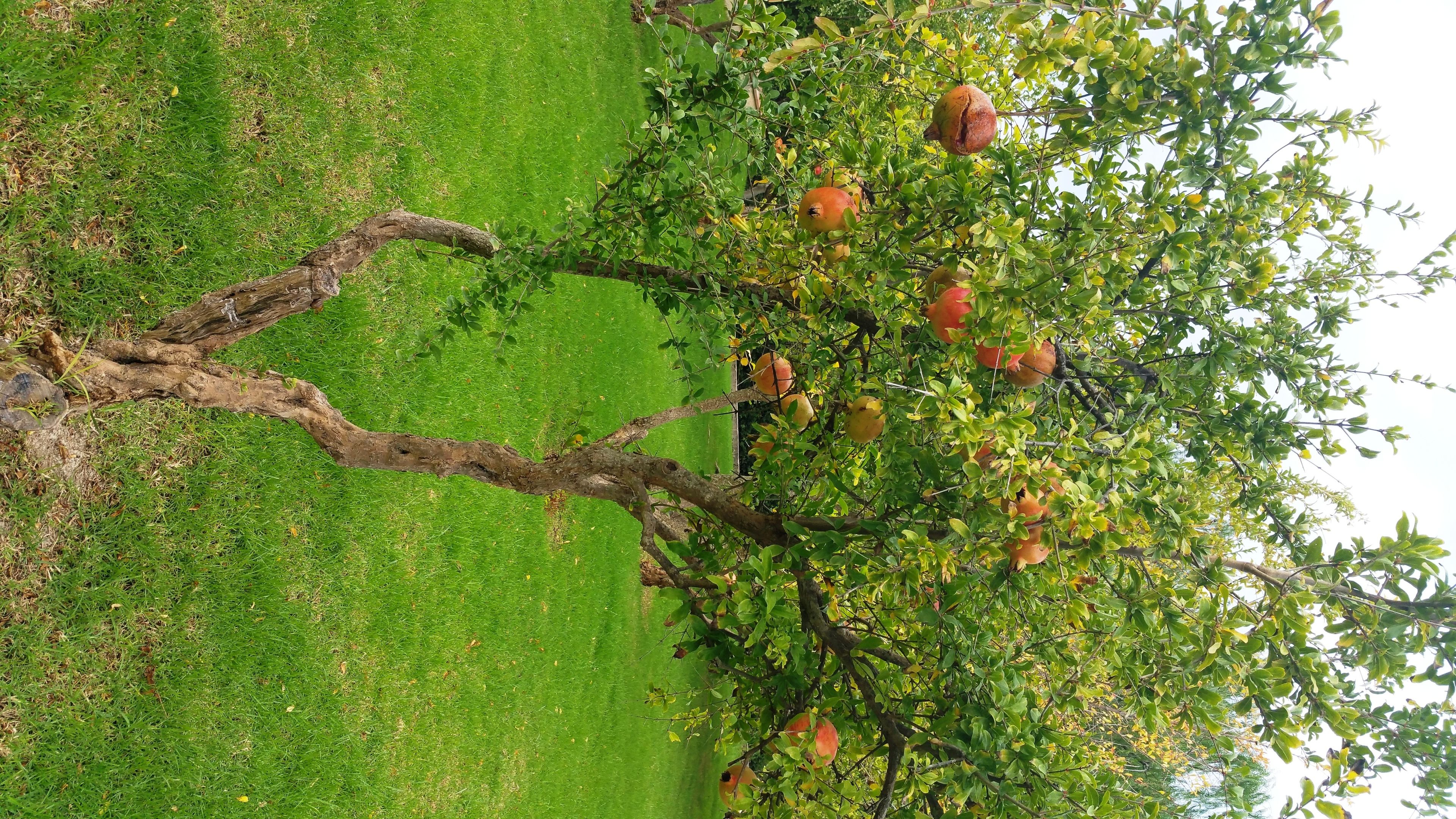 Photo - Son Corb Boutique Hotel