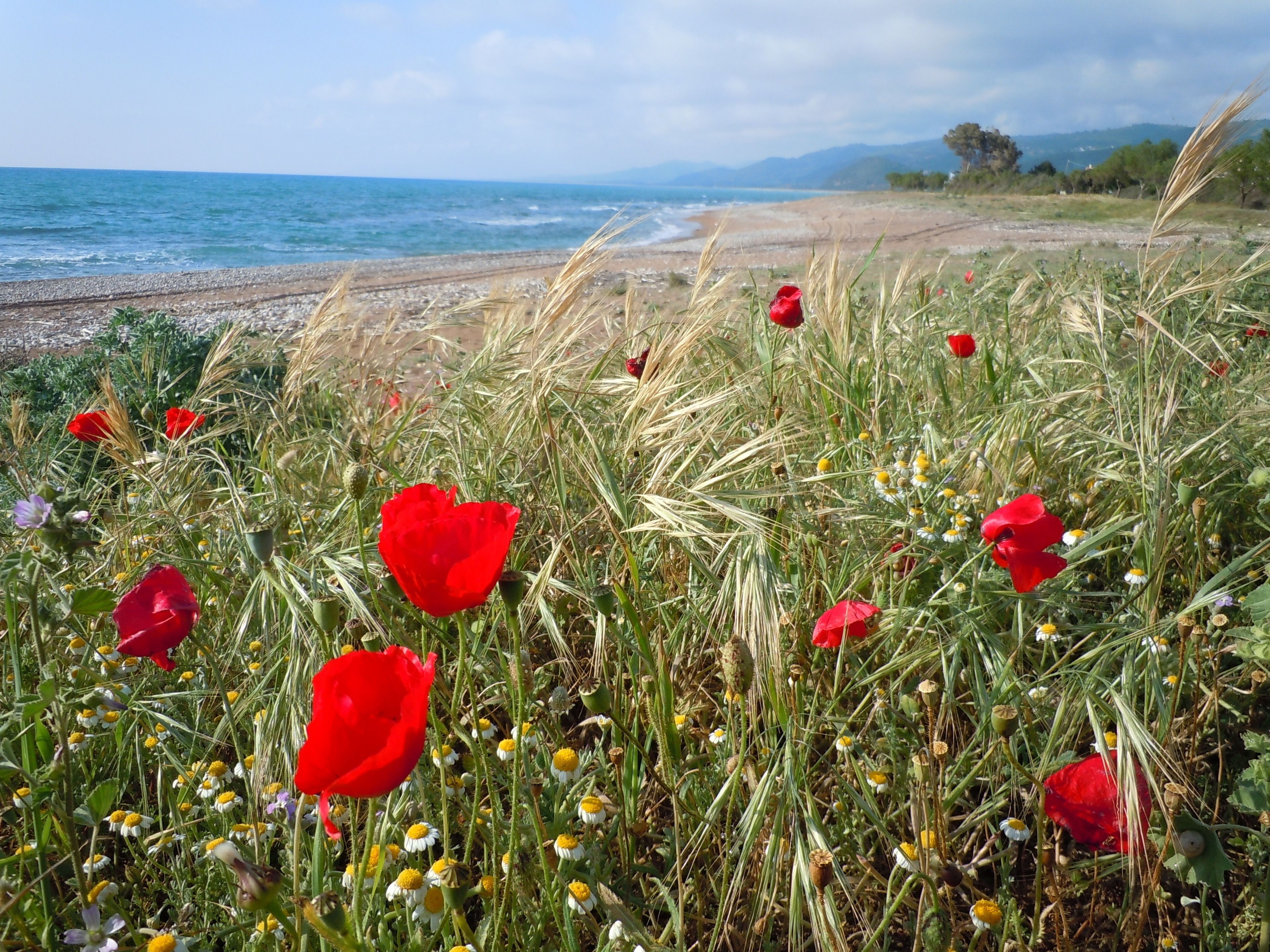 Eine Küstenlandschaft mit roten Klatschmohn und Margeriten, einem Sandstrand und dem Meer im Hintergrund.