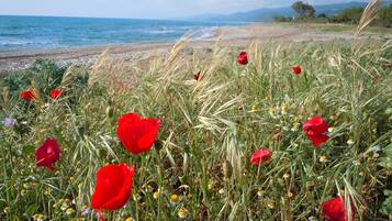 Eine Küstenlandschaft mit roten Klatschmohn und Margeriten, einem Sandstrand und dem Meer im Hintergrund.