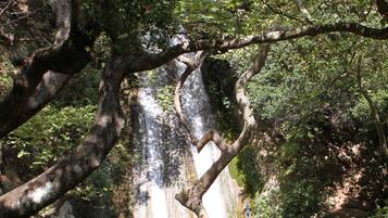 A waterfall cascading into a clear pool surrounded by dense foliage and tree roots.