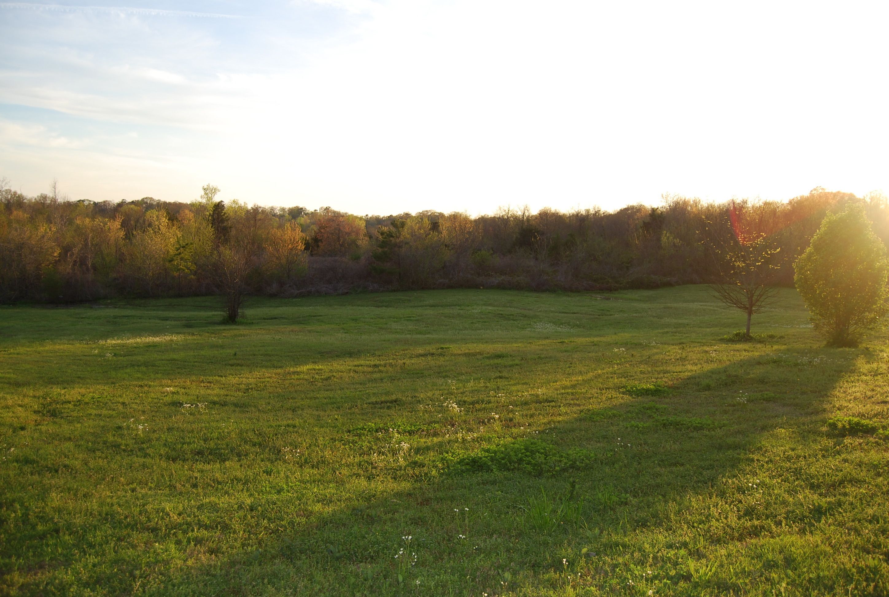 A grassy field with trees and a clear sky.