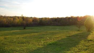 A grassy field with trees and a clear sky.