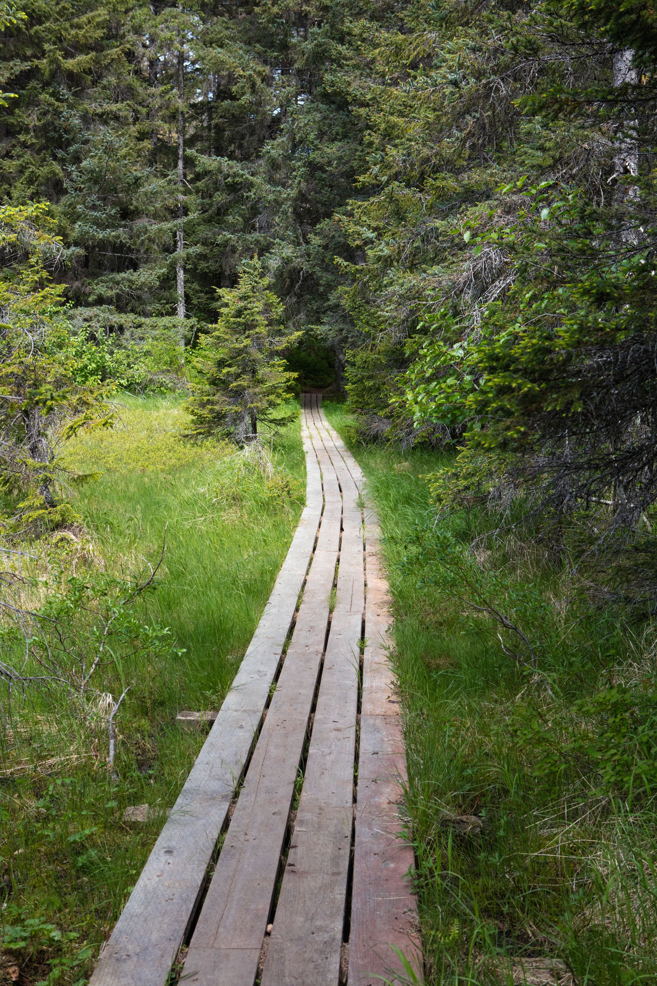 A wooden boardwalk through a forest.