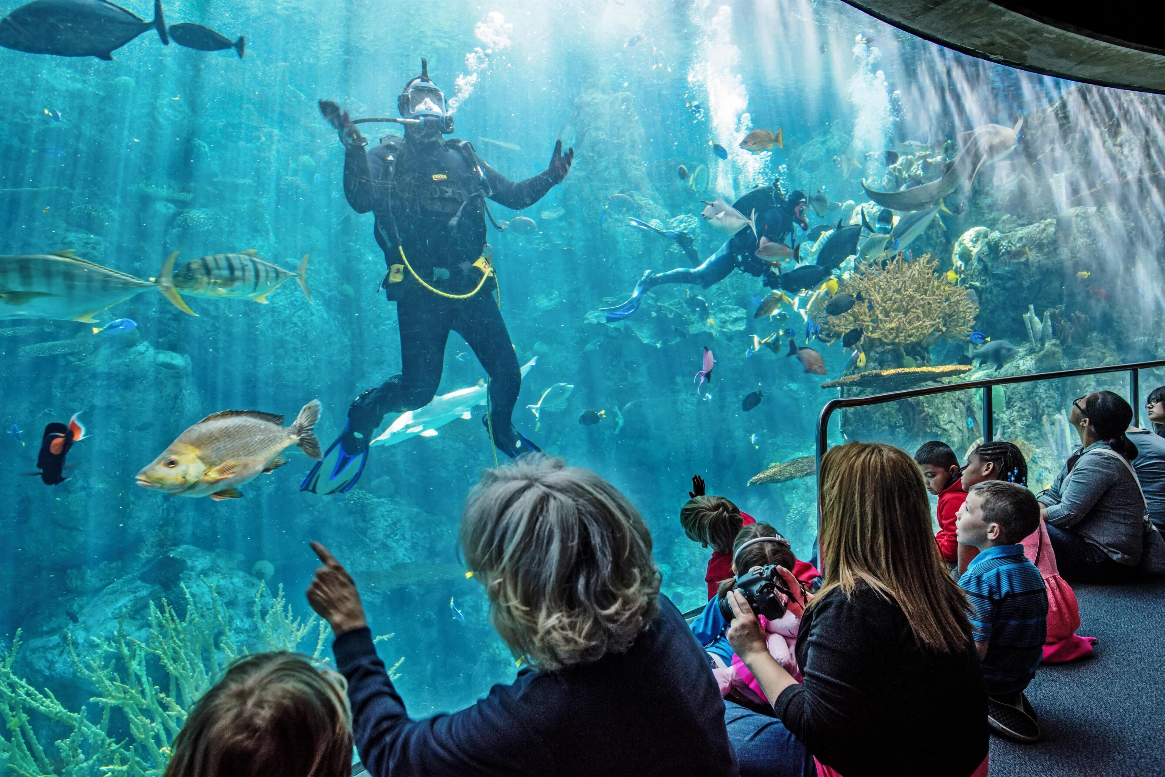 An aquarium with divers performing, surrounded by visitors observing.