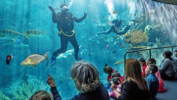 Un acuario con buzos actuando, rodeado de visitantes observando.