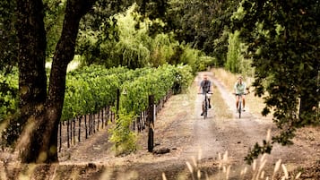 Camino por un viñedo, con hileras de parras y un ciclista.