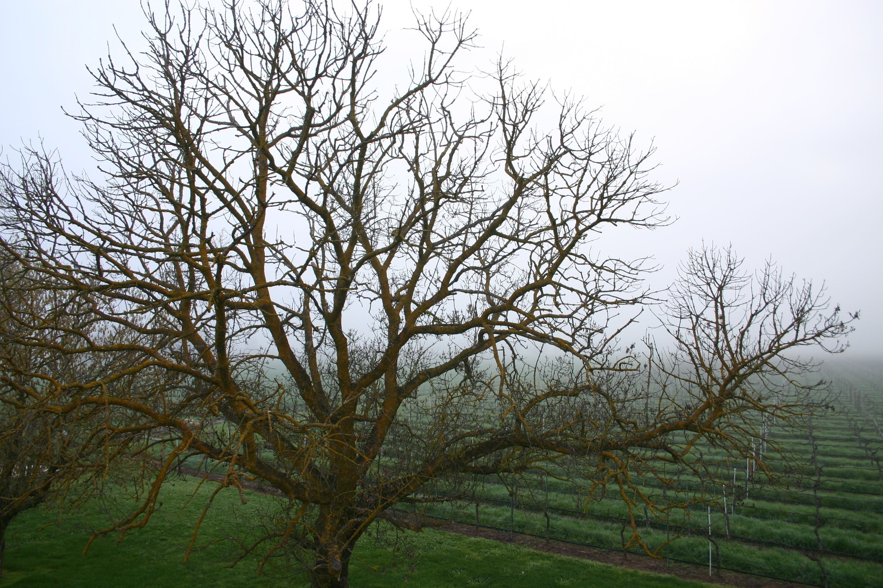 Un gran árbol sin hojas en un entorno rural, con una cerca al fondo.