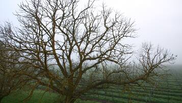 Un gran árbol sin hojas en un entorno rural, con una cerca al fondo.