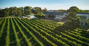 A vineyard with rows of grapevines, a large building with a green roof, and a clear sky. - Lancemore Milawa (Milawa)