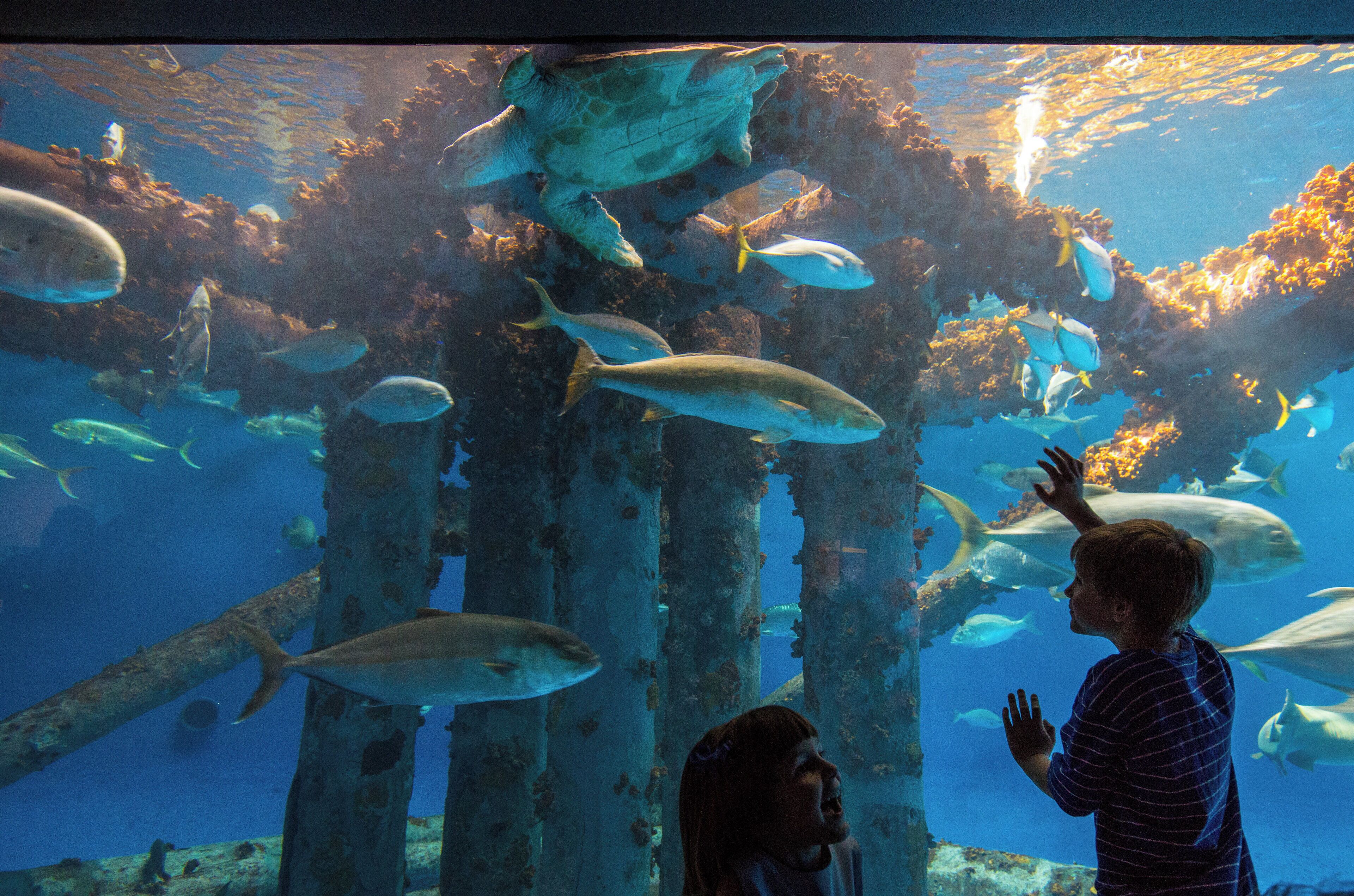An underwater aquarium with various fish species swimming around coral structures.