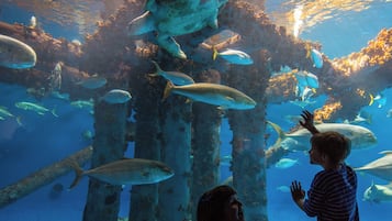 An underwater aquarium with various fish species swimming around coral structures.