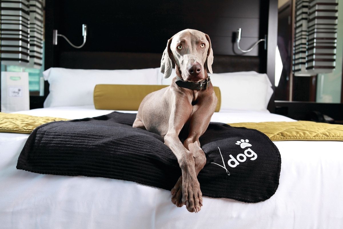 Un chien de race Weimaraner est assis sur un coussin noir orné d’une empreinte de patte, dans une chambre d’hôtel.