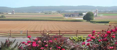 A rural landscape with a field, a wooden fence, and a variety of flowering plants in the foreground.