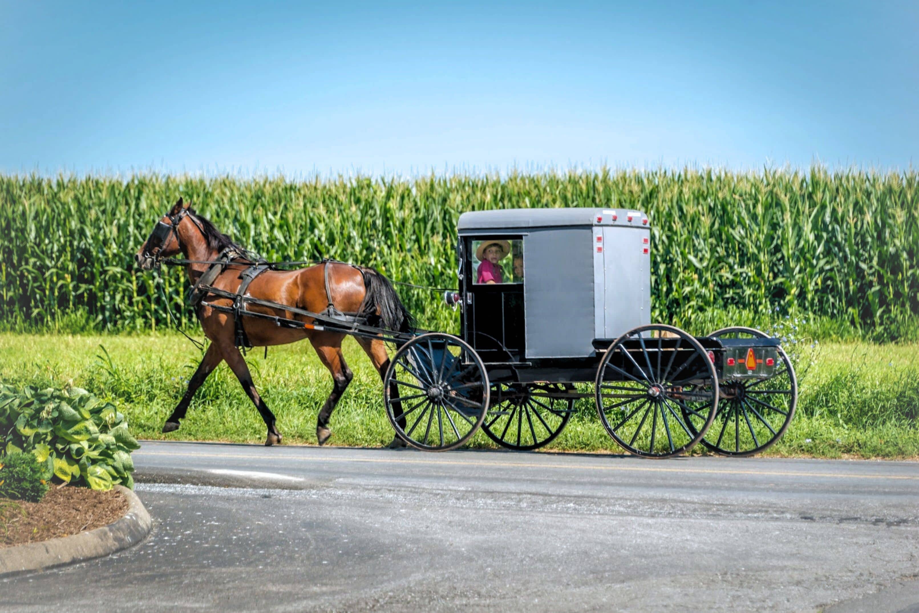 A horse-drawn carriage on a road with a cornfield in the background.