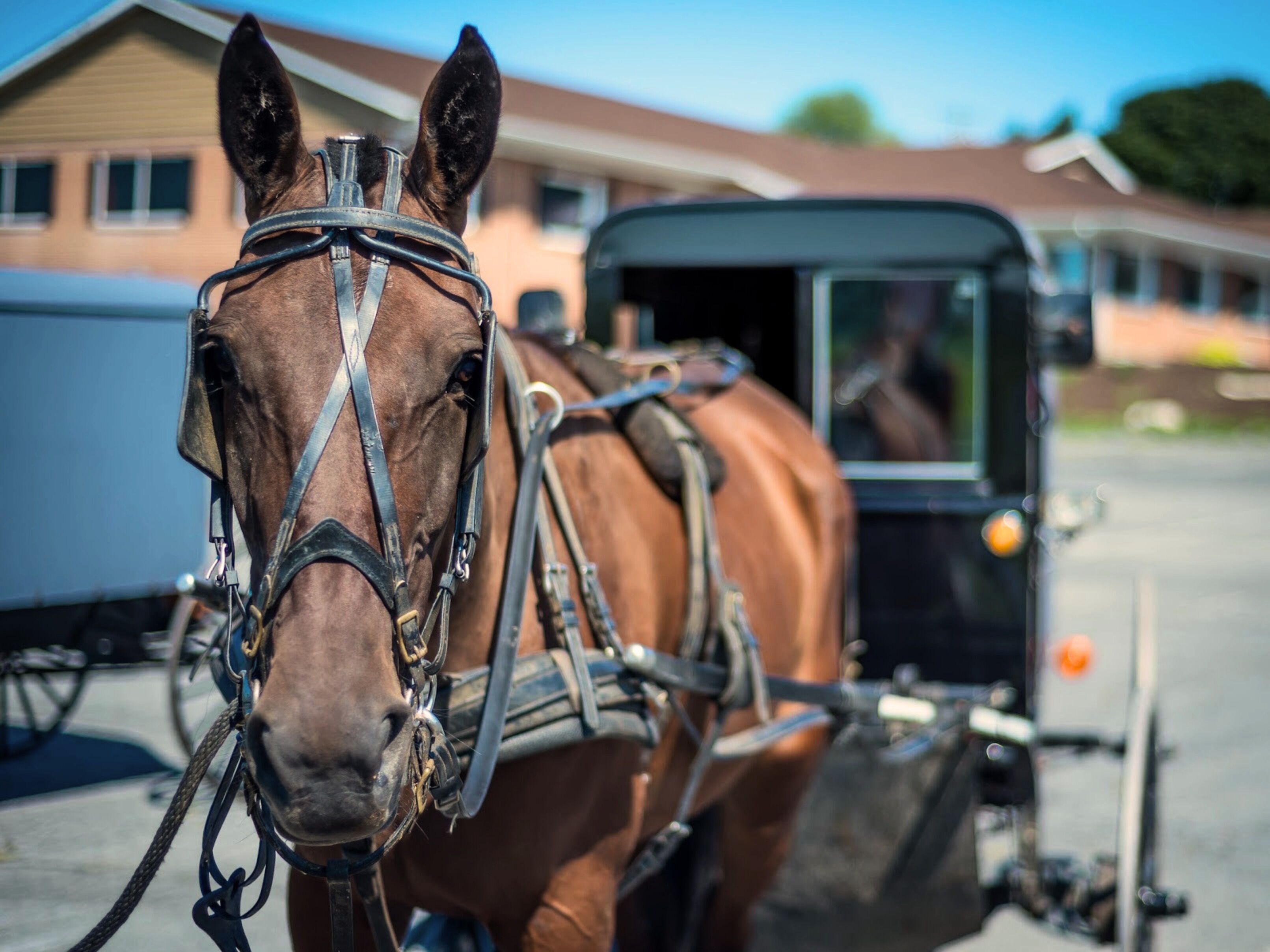 Une calèche tirée par un cheval, avec une personne à l’intérieur, est garée devant un bâtiment, sous un ciel dégagé.