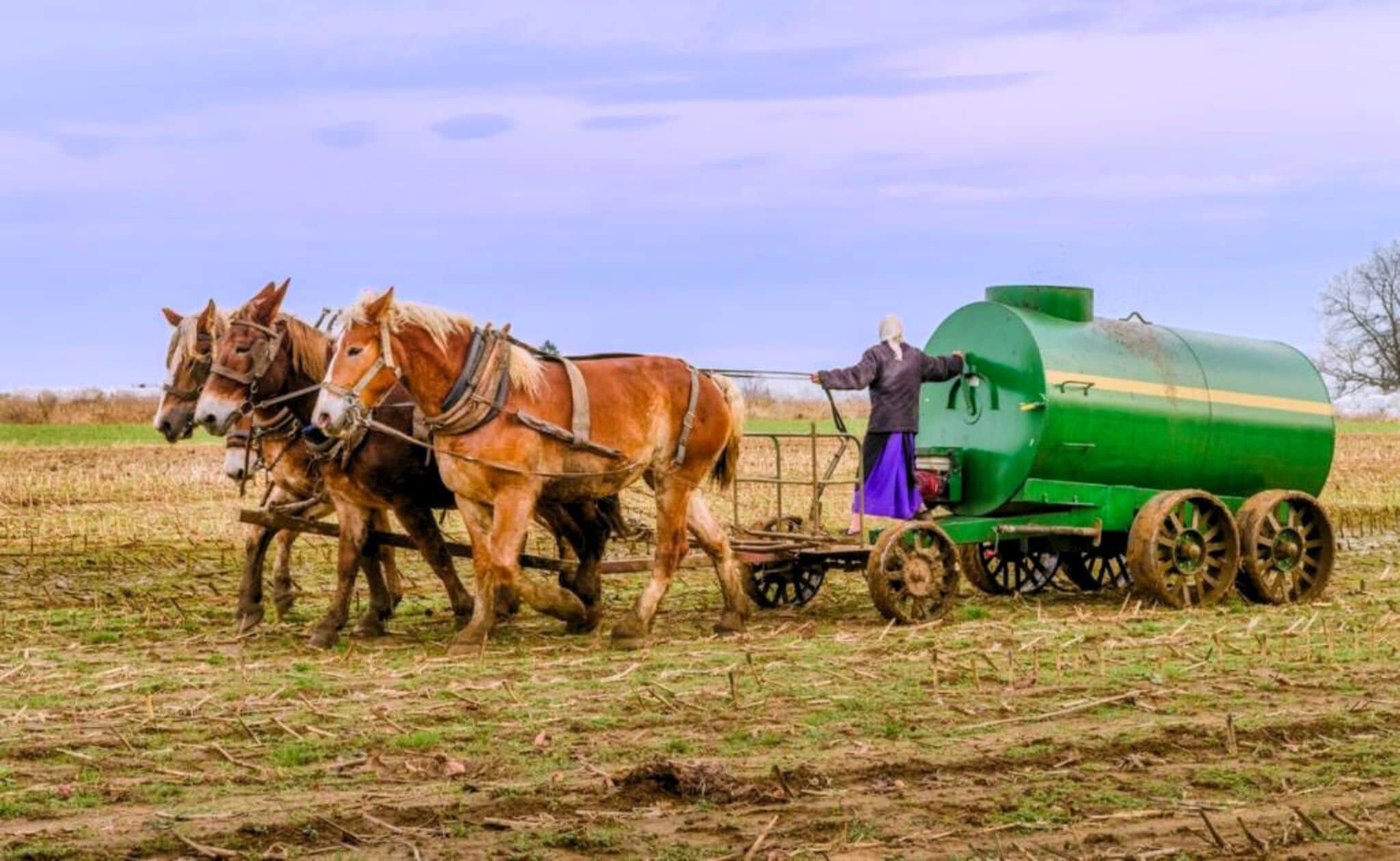 A horse-drawn cart with a green tank attached, pulled by two horses, in a field.