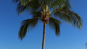 A beach with a palm tree, calm water, and boats in the distance. - Whitsunday Terraces Hotel Airlie Beach (Airlie Beach)