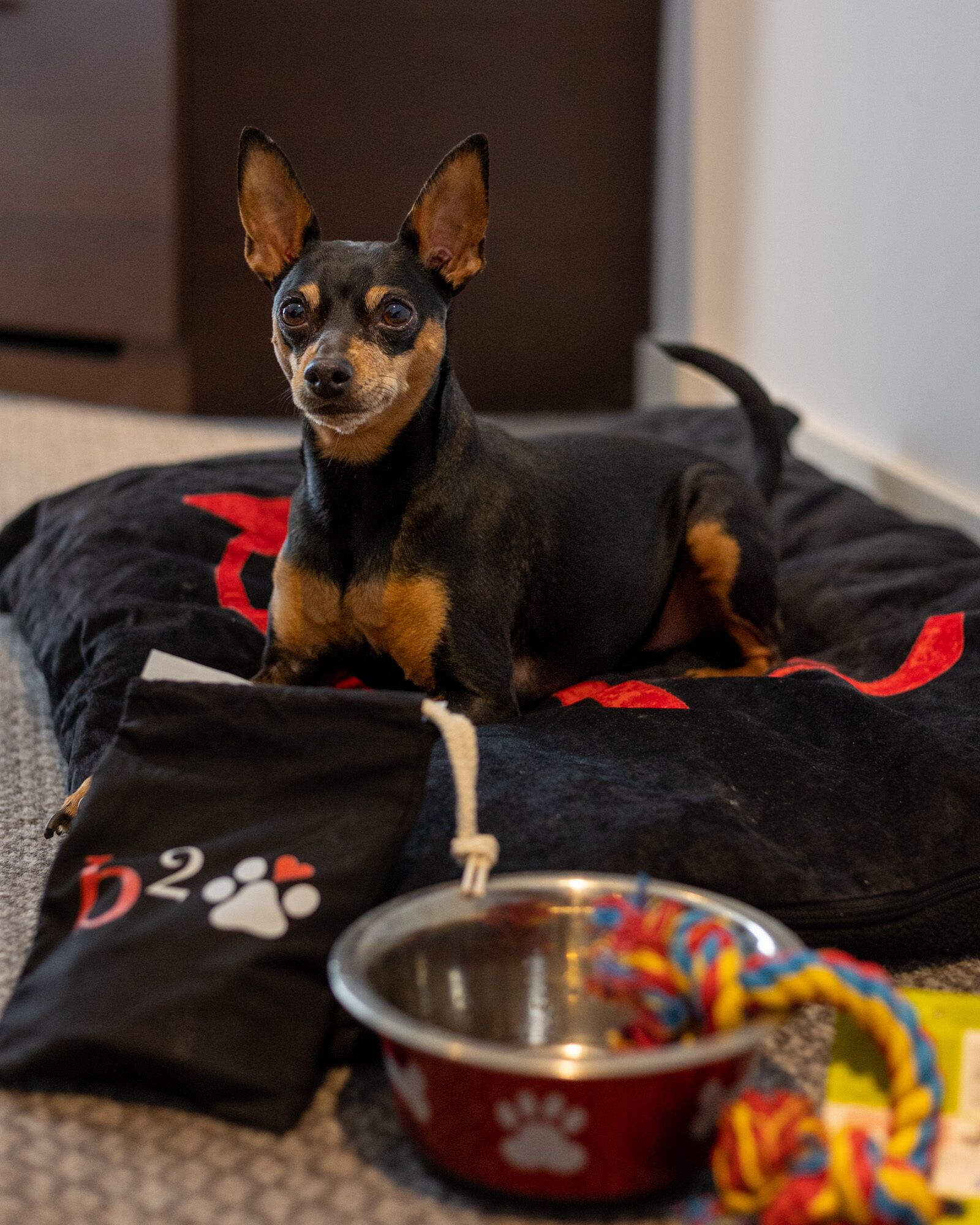 pet-friendly amenities