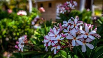 Un jardin où s’épanouissent des fleurs, avec un bâtiment en arrière-plan.