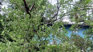 Un árbol con el tronco caído en un área cubierta de césped, con un edificio azul al fondo.
