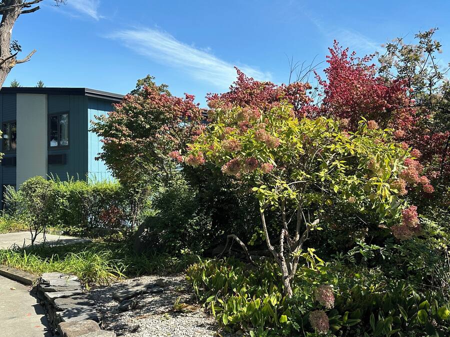 A garden with various plants and a building in the background.