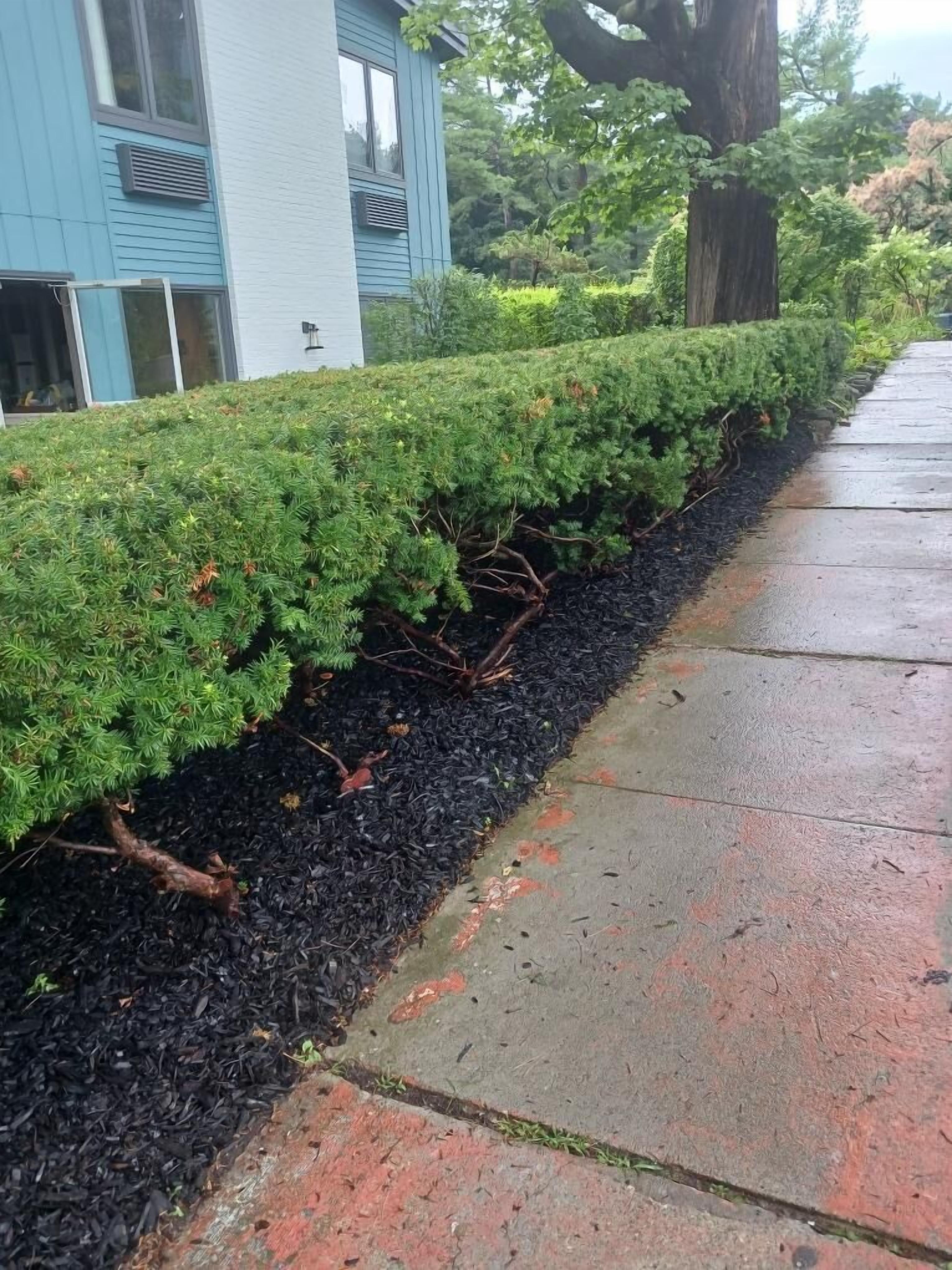 A neatly trimmed hedge along a sidewalk adjacent to a building with a blue exterior.