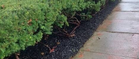 A neatly trimmed hedge along a sidewalk adjacent to a building with a blue exterior.