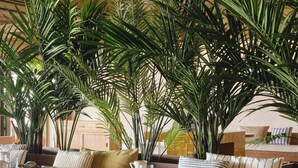 Zona d'estar interior acollidora amb mobles de fusta, bancs amb coixins i plantes grans en testos.