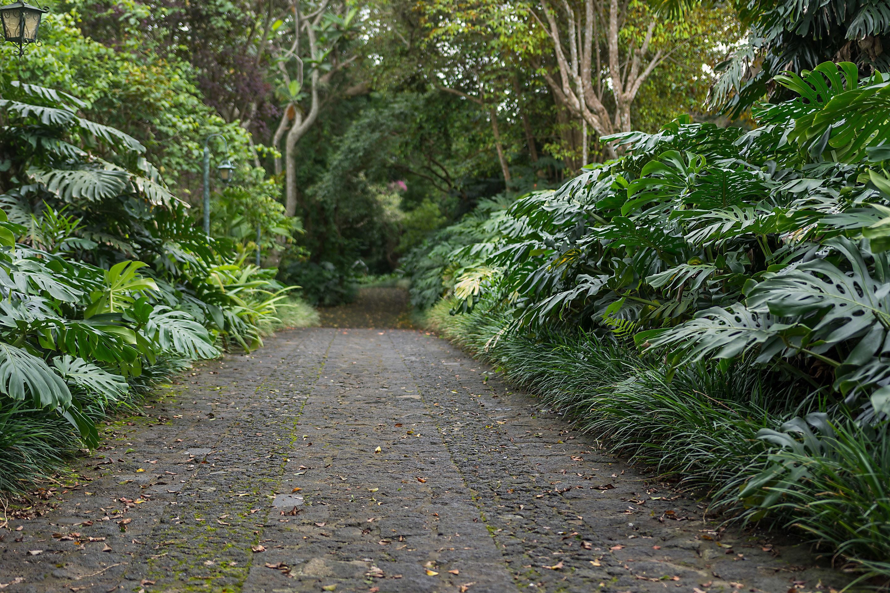 Un sentier dallé bordé d’une végétation tropicale luxuriante.