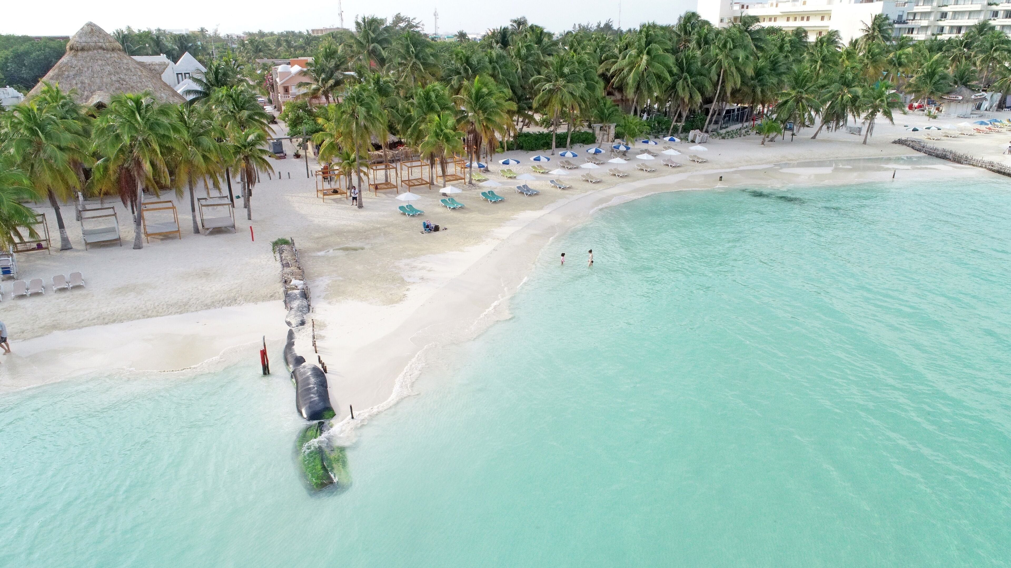 Een strand met helder turquoise water, palmbomen en een rij strandstoelen en parasols.
