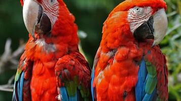 Dos loros rojos con plumas azules y verdes.
