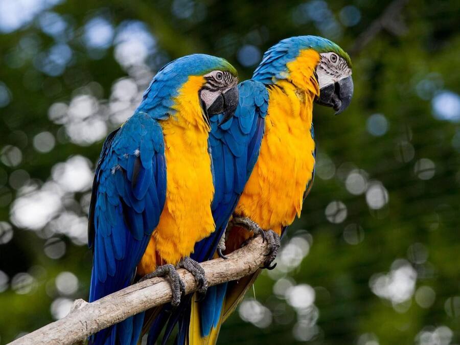 Dos guacamayos azules y amarillos posados en una rama.
