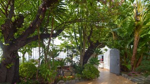 An indoor garden with various plants and a tiled floor. - Albergo Terme Italia (Casamicciola Terme)