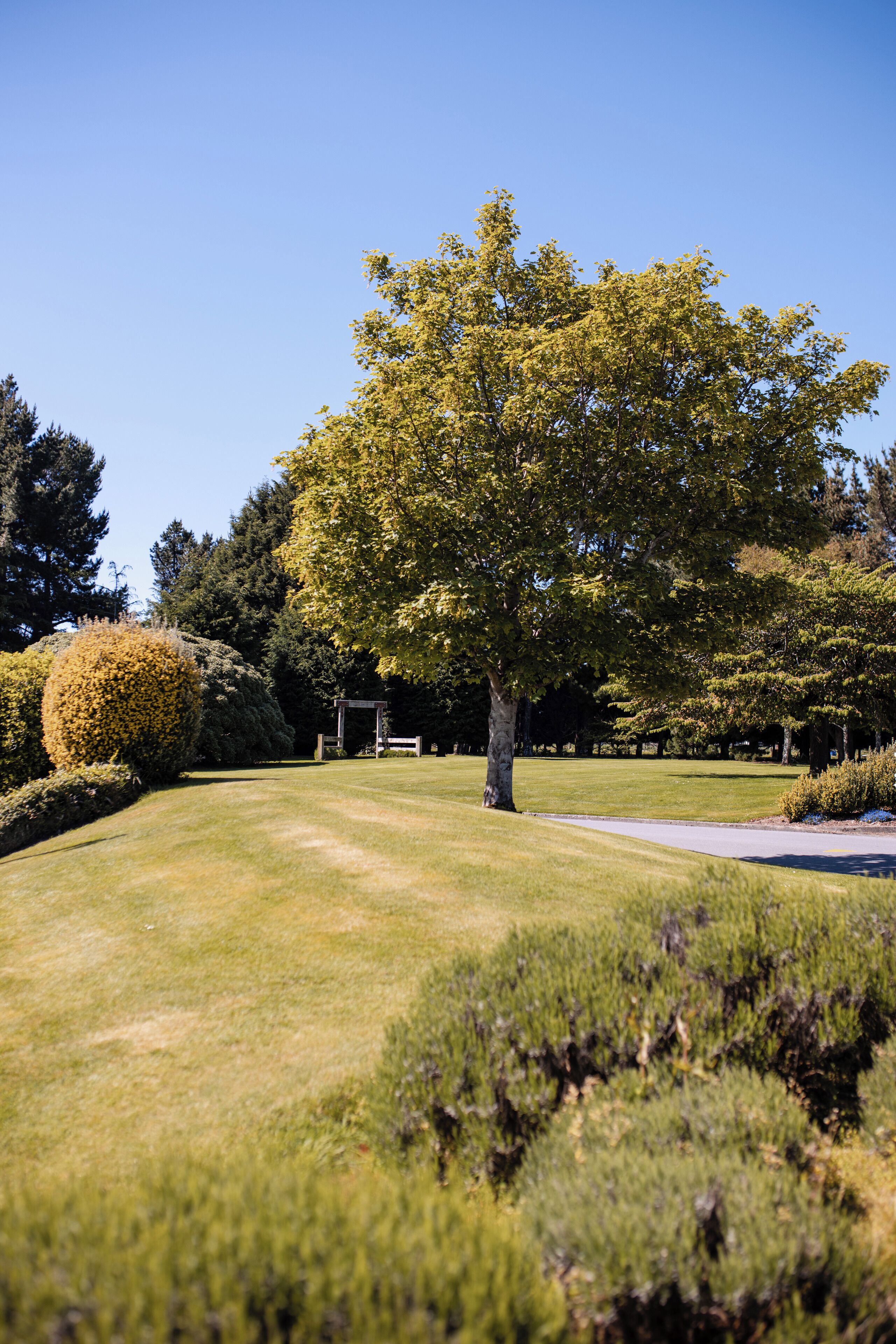 A well-maintained garden with a large tree, neatly trimmed hedges, and a paved path.