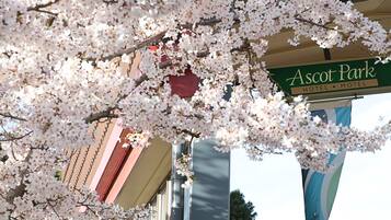 A sign for Ascot Park Hotel & Motel with cherry blossoms in the foreground.