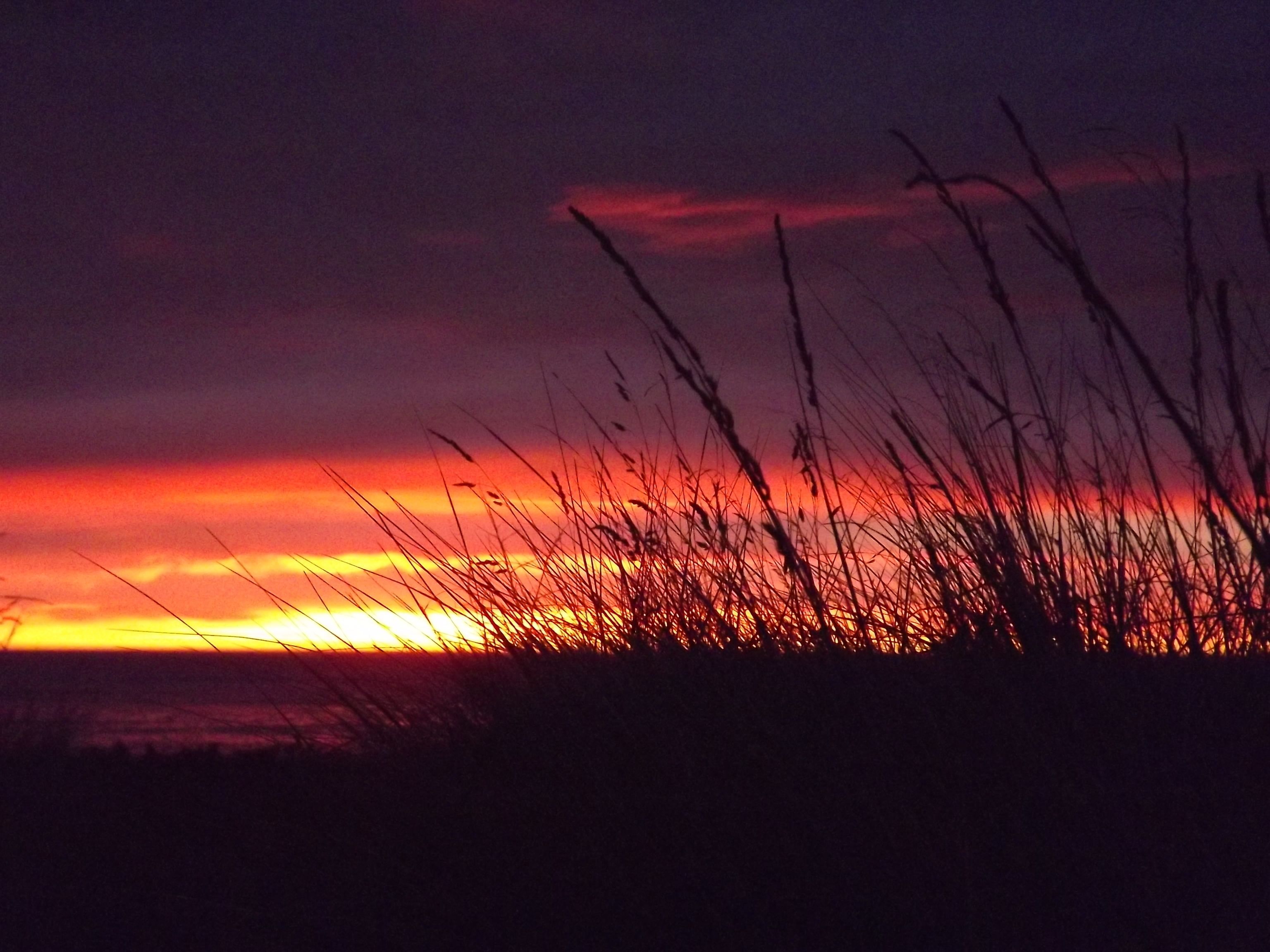 A sunset over a beach with tall grasses in the foreground.